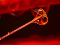 a drop of water in a flower